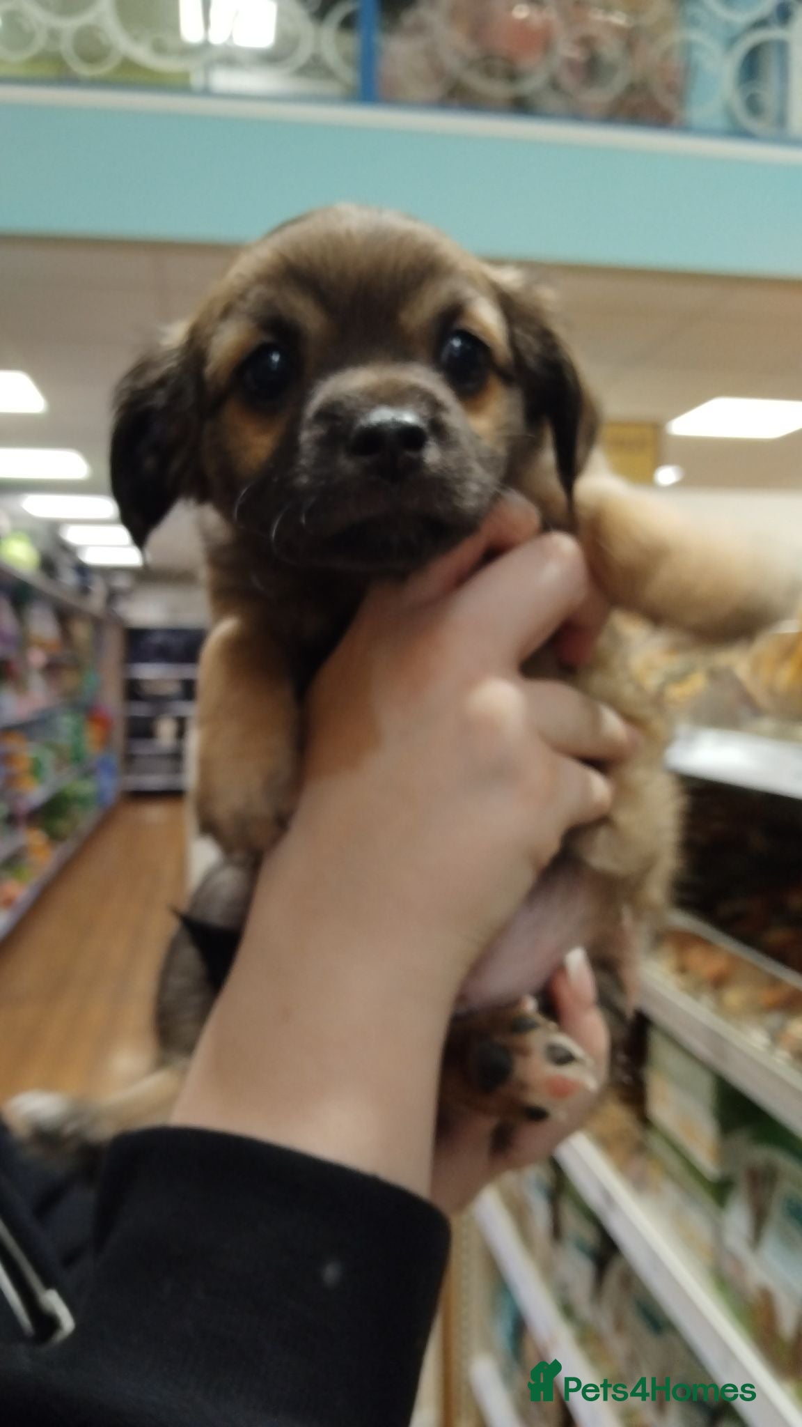 Chorkie dogs Beautiful chorkie girl.. - Advert 1