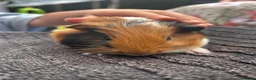 Guinea Pig rodents for sale: 3 male guinea pigs  - Advert 7