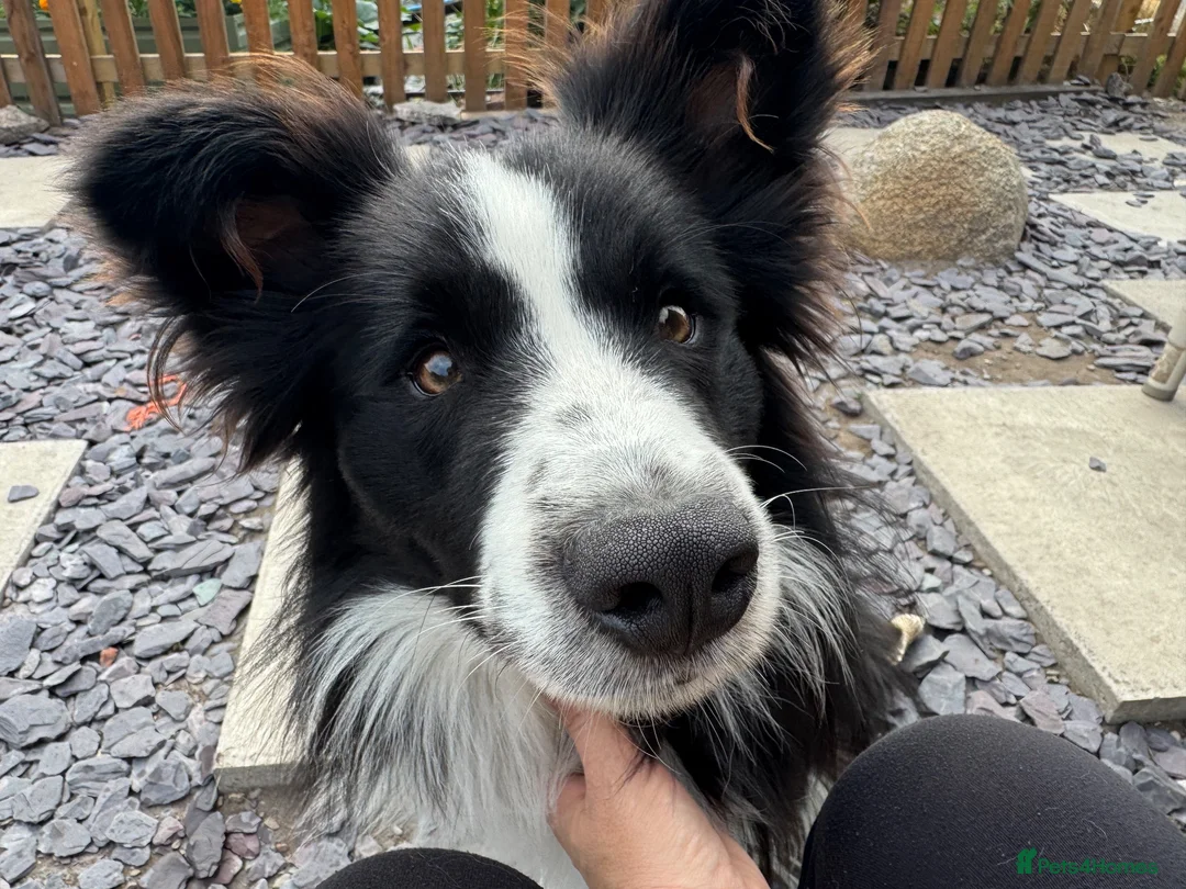 Border Collie dogs for sale: 10 month old kc reg border collie boy - Advert 1