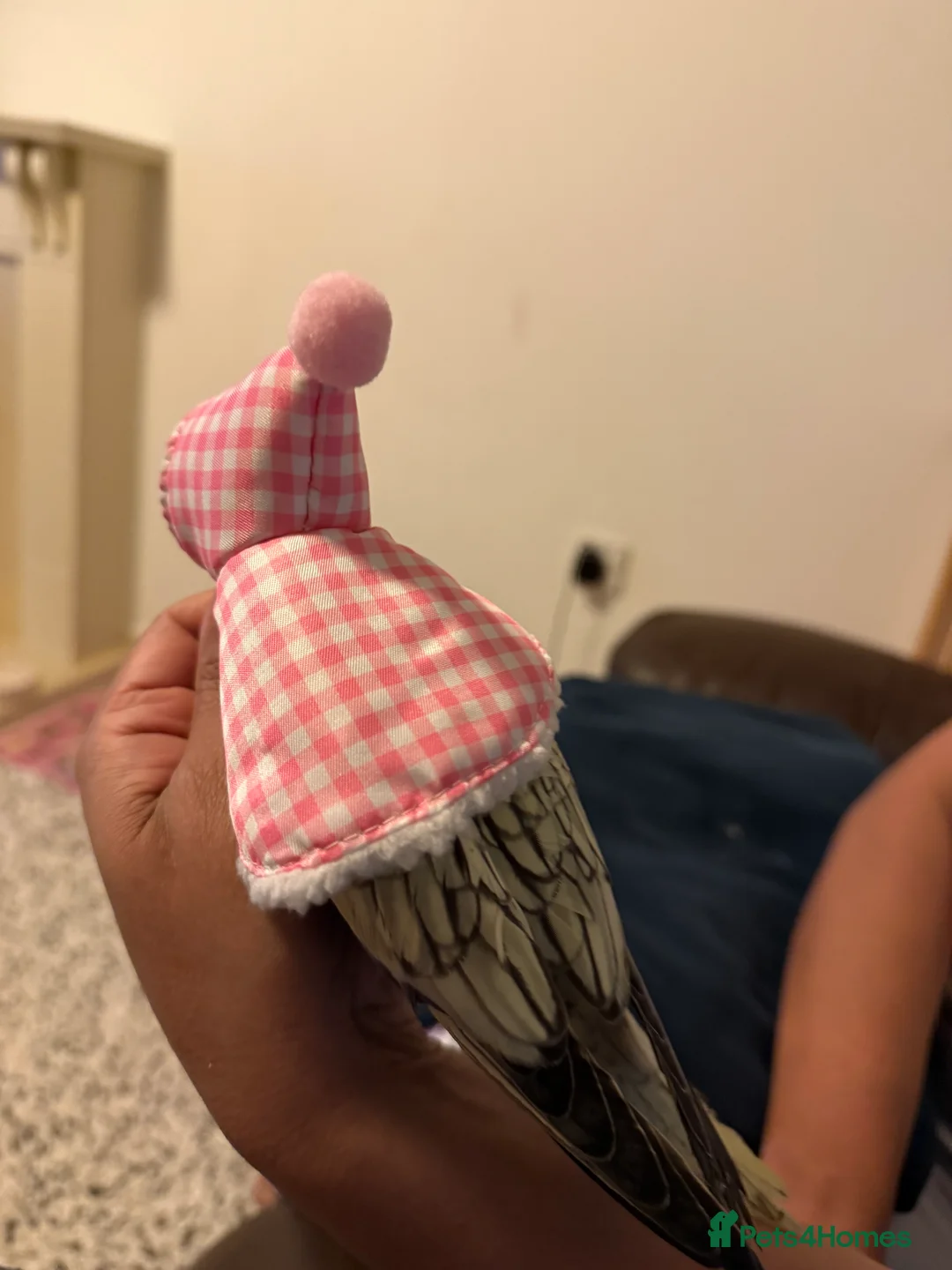 Cockatiels birds for sale: Handtame Cockatiel Daughter for Loving Home - Advert 8