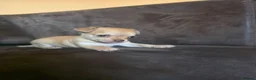 Chihuahua dogs for sale: Adorable chihuahua puppies in Langport - Advert 8