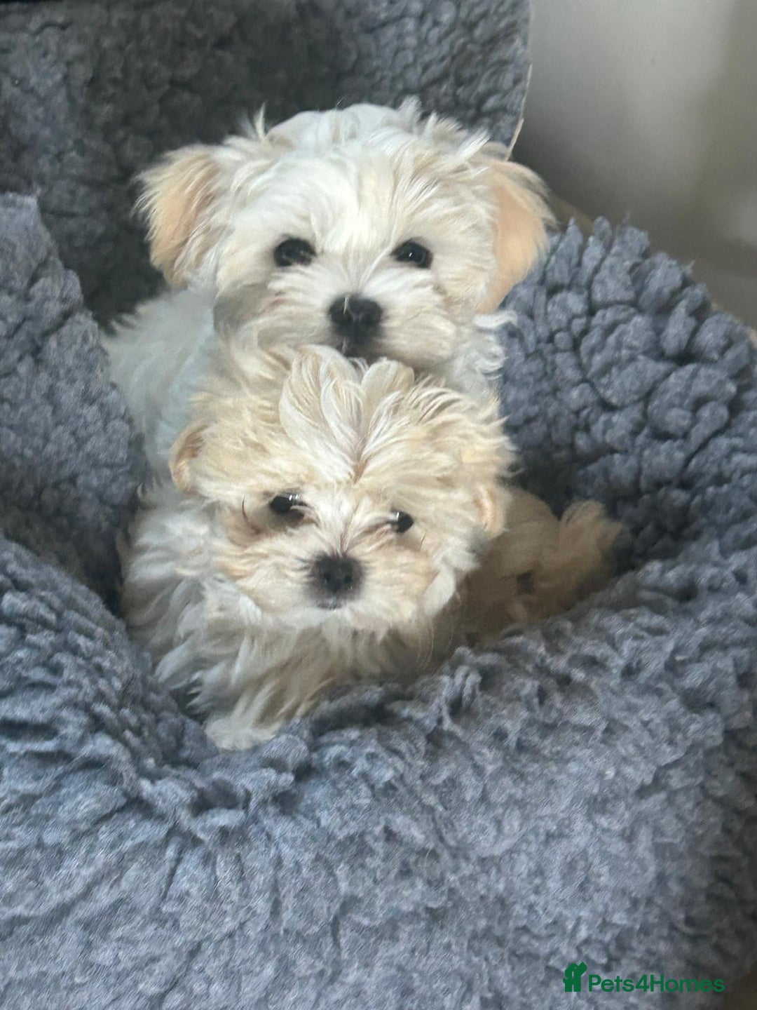 Tzu Havanese Maltese Yorkie Mix Maltese Yorkshire Terrier Mix