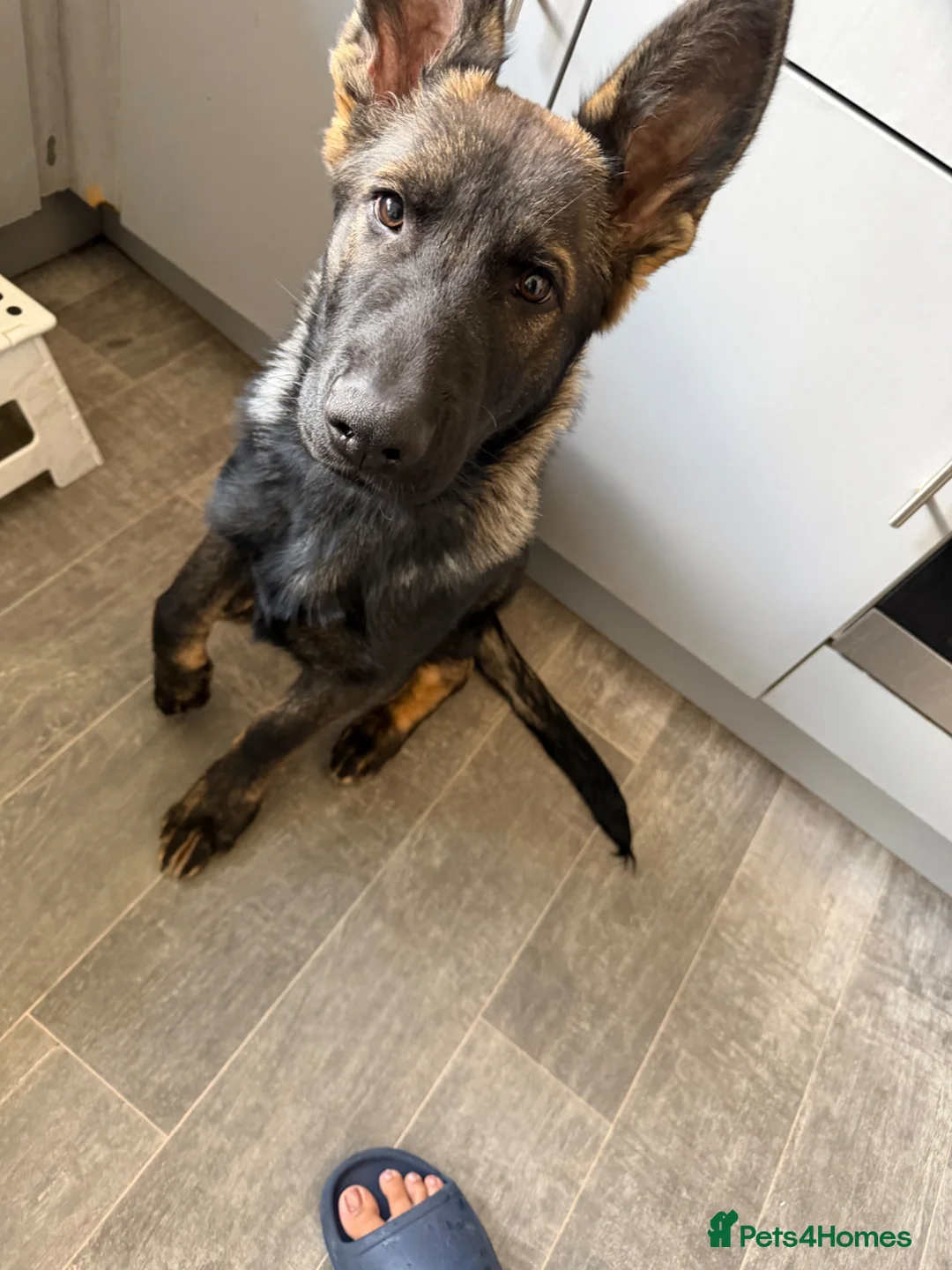 German Shepherd dogs for sale: German shepherd puppy  - Advert 1