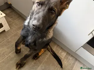 German Shepherd dogs German shepherd puppy - Advert 7