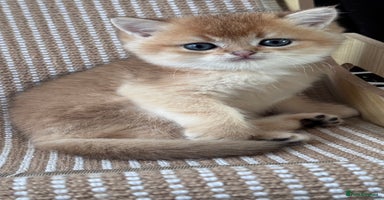 British Shorthair cats - Advert 8