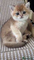 British Shorthair cats - Advert 3