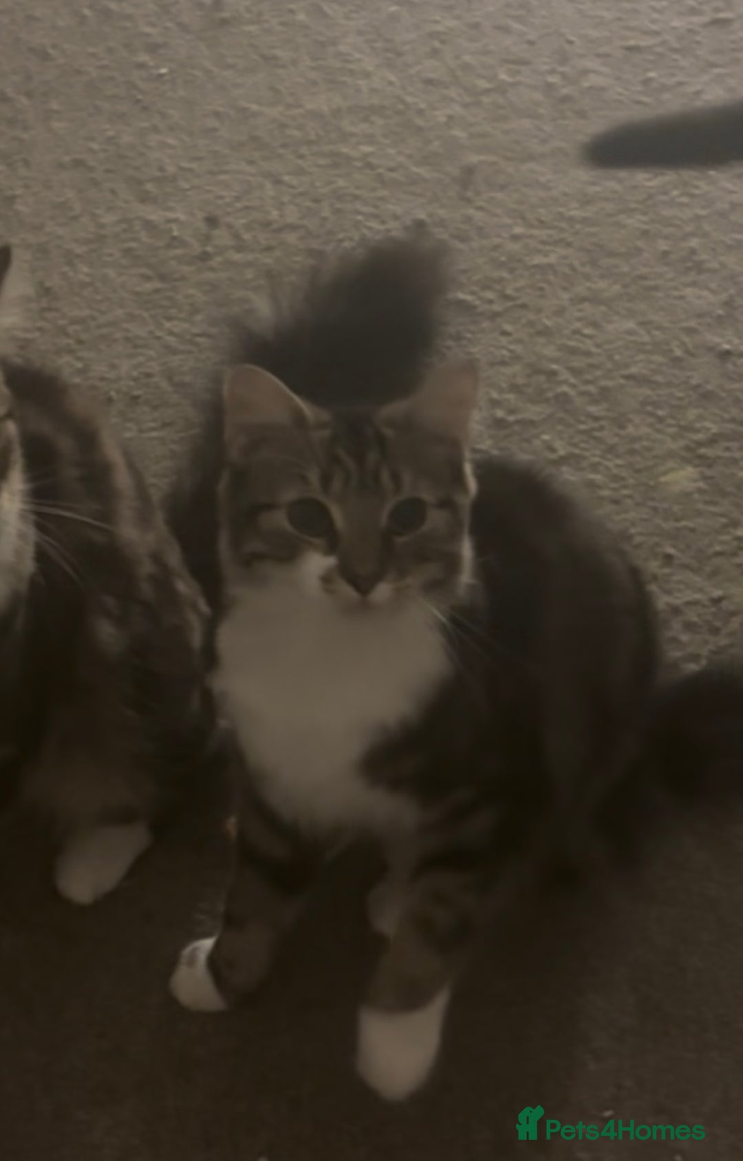 British Longhair cats for sale: 11 month old kitten looking for loving home - Image 2
