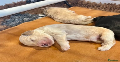 Cockapoo dogs - Advert 14