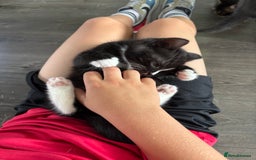 Scottish Fold cats for sale: Scottish fold cross - Image 1
