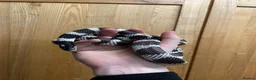 King Snake reptiles for sale: California King Snake - Advert 3