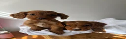 Cocker Spaniel dogs for sale: Beautiful working cocker spaniels  - Advert 10