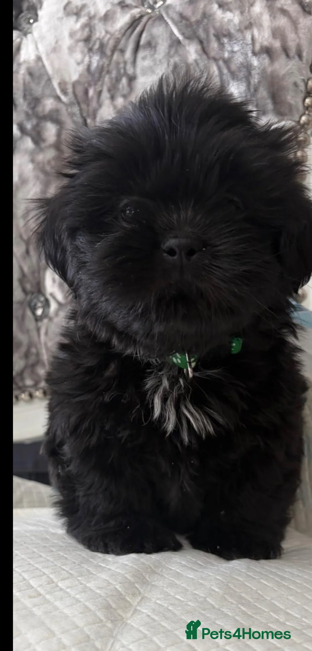 Shih Tzu dogs for sale: Shih tzu  - Advert 12