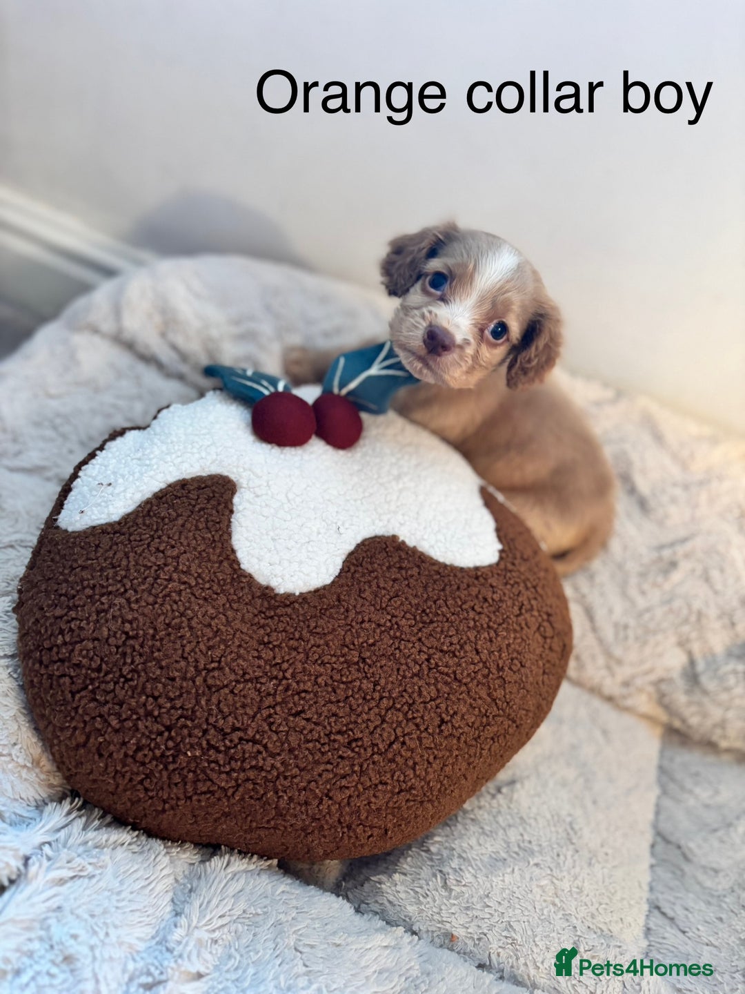 Sprocker dogs for sale: 🐾5 beautiful F1B sprocker spaniels - Advert 13