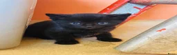 Mixed Breed cats for sale: Kittens looking for loving new home in Carmarthen - Advert 7