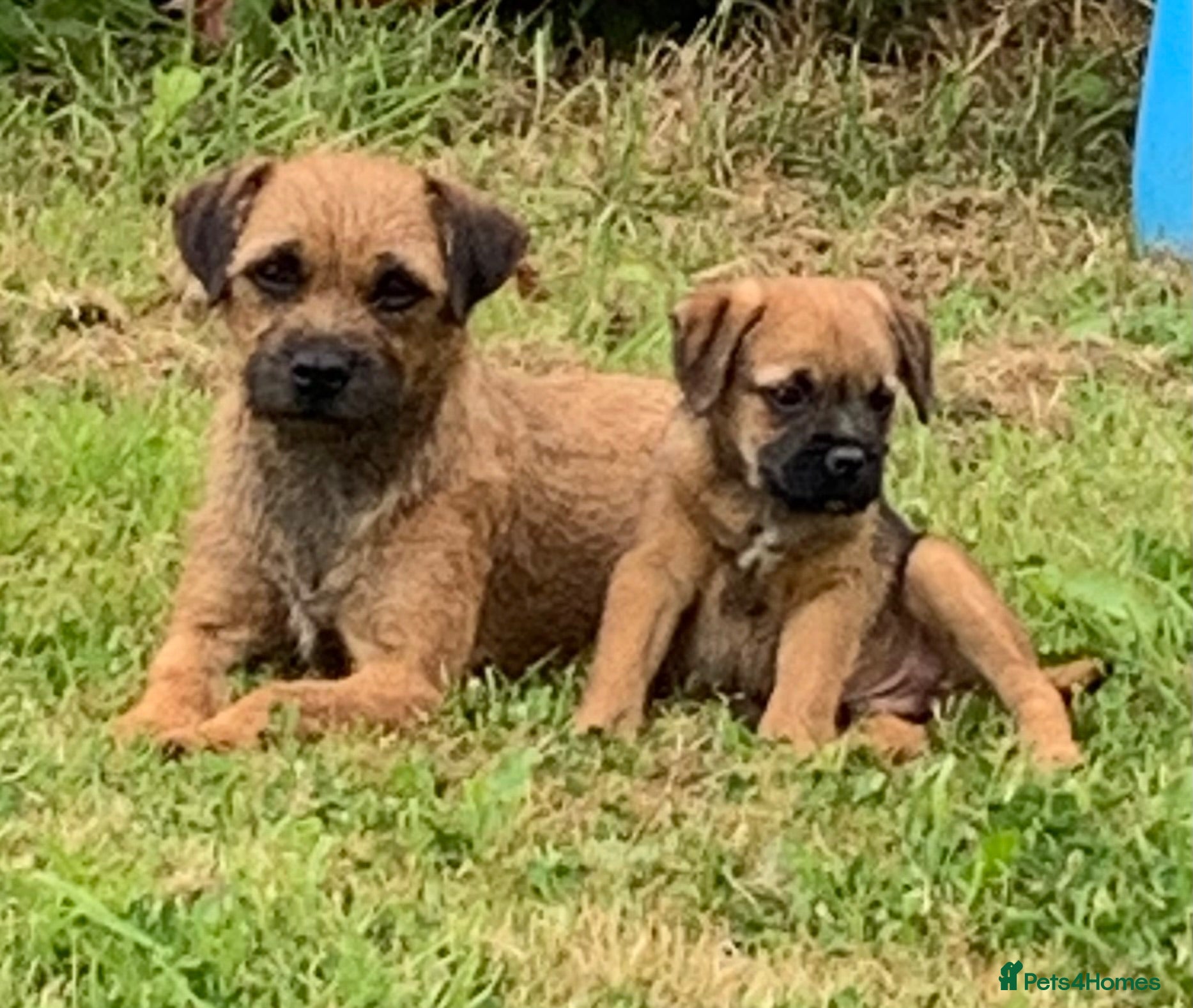 Border Terrier dogs Champion bred companion  - Advert 12