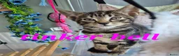 Mixed Breed cats for sale: Beautiful loved , healthy kitten's  - Advert 3