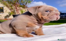 English Bulldog dogs for stud: Fully suited Lilac&Tan English Bulldog Stud😍🔥 in Pontyclun - Image 5