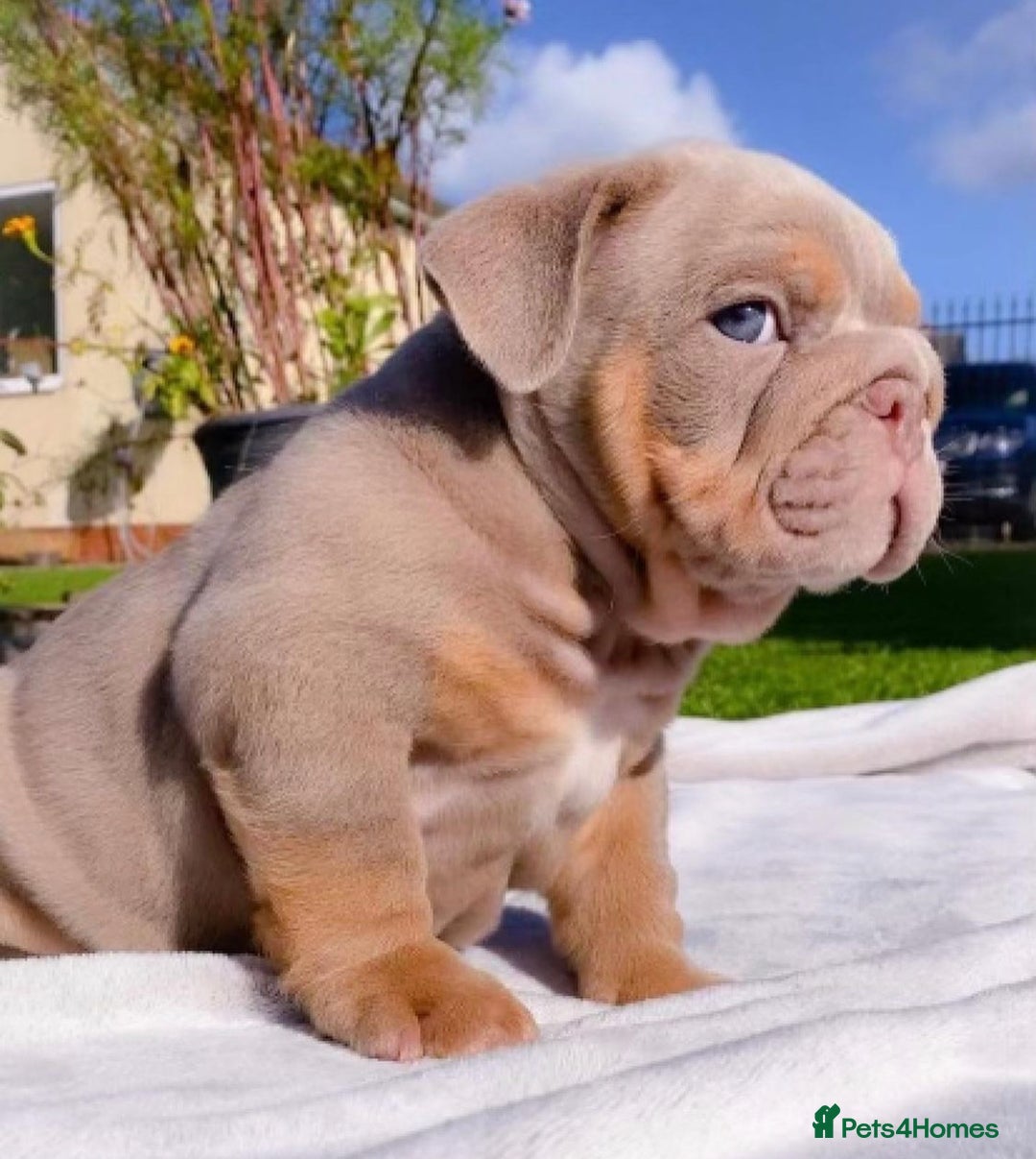 English Bulldog dogs for stud: Fully suited Lilac&Tan English Bulldog Stud😍🔥 in Pontyclun - Image 5