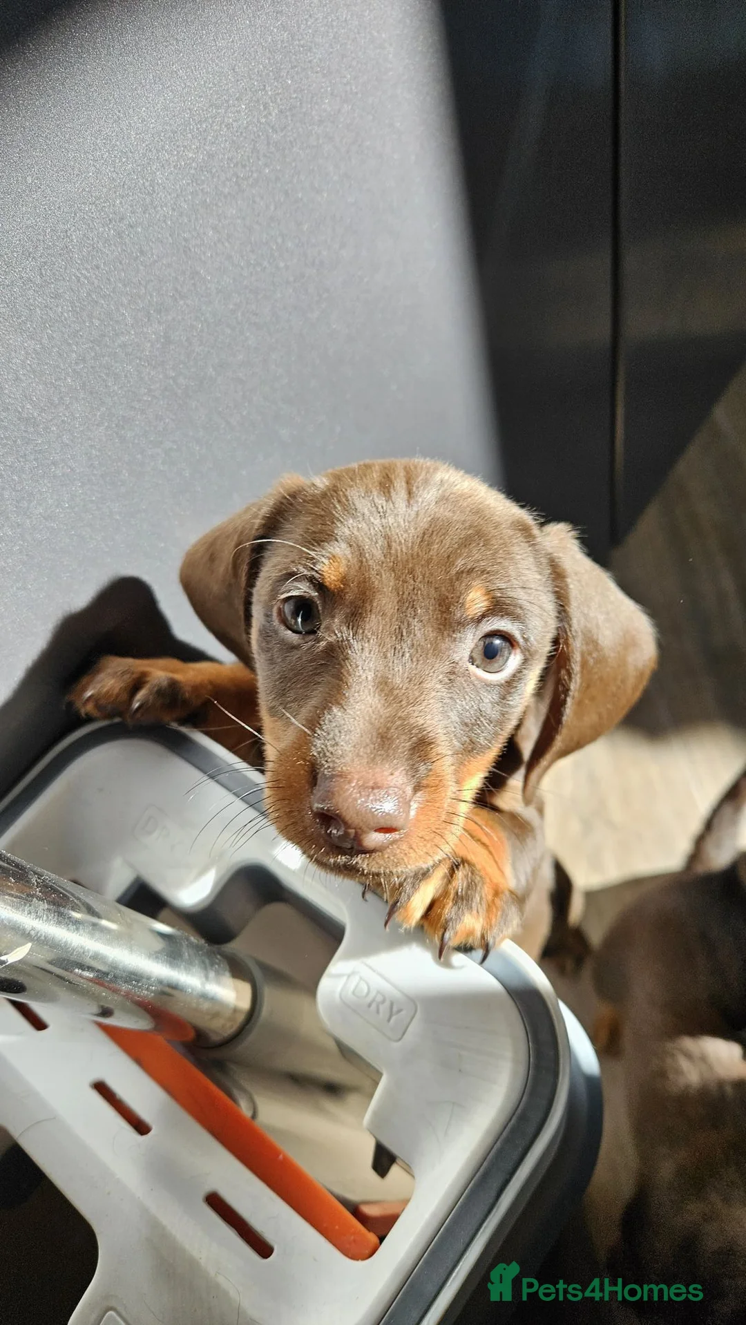 Dachshund dogs for sale: Dachshund puppies  - Advert 2