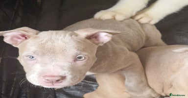 American Bully dogs - Advert 14