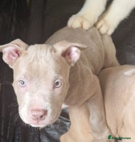 American Bully dogs - Advert 4