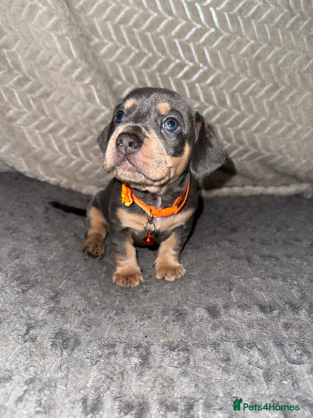 Mixed Breed dogs for sale: 🐾 Beautiful French Bull Weiners 🐾  - Advert 28