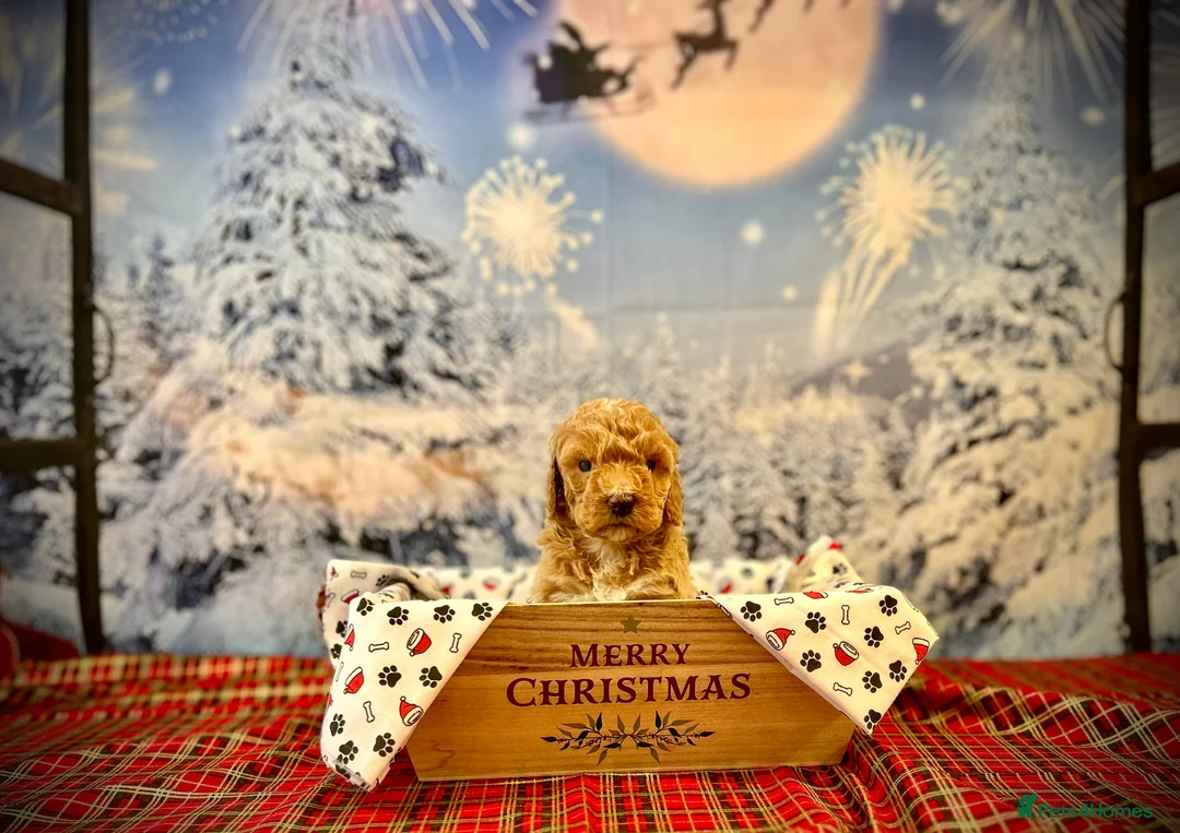 Double Doodle dogs for stud: Australian Double Doodle Stud in Swadlincote - Advert 14