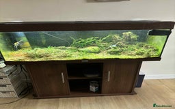 Angelfish fish for sale: Juwel 180 litre Fish tank for sale - Image 1