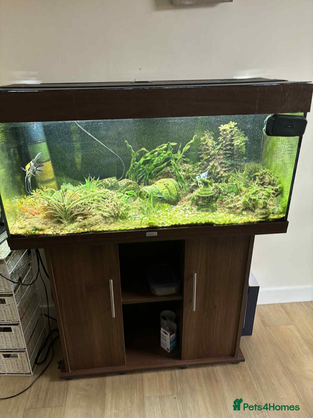 Angelfish fish for sale: Juwel 180 litre Fish tank for sale - Image 1