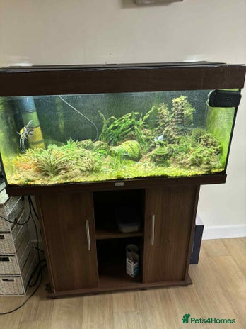Angelfish fish - Advert 2