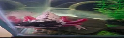 Axolotl reptiles for sale: Piebald Leucistic Axolotl  - Advert 5