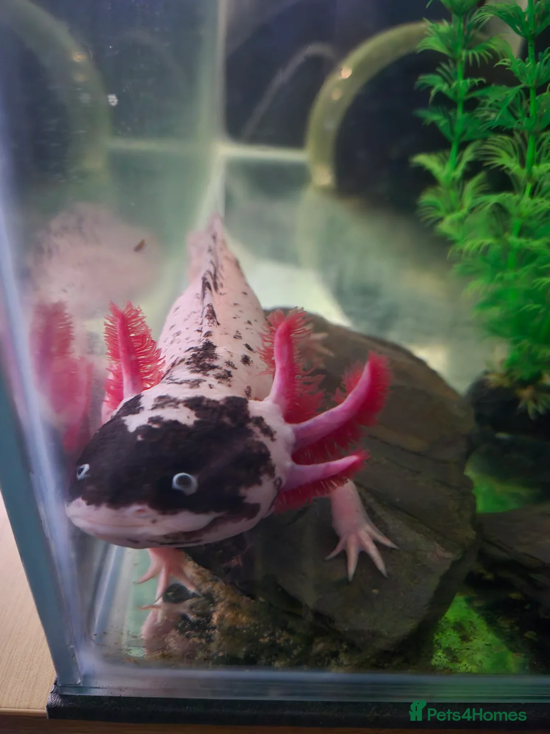 Axolotl reptiles for sale: Piebald Leucistic Axolotl  - Advert 5