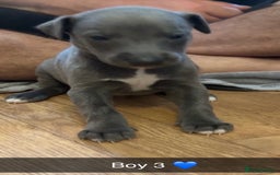 Whippet dogs for sale: Beautiful Blue Baby Whippets  - Image 9