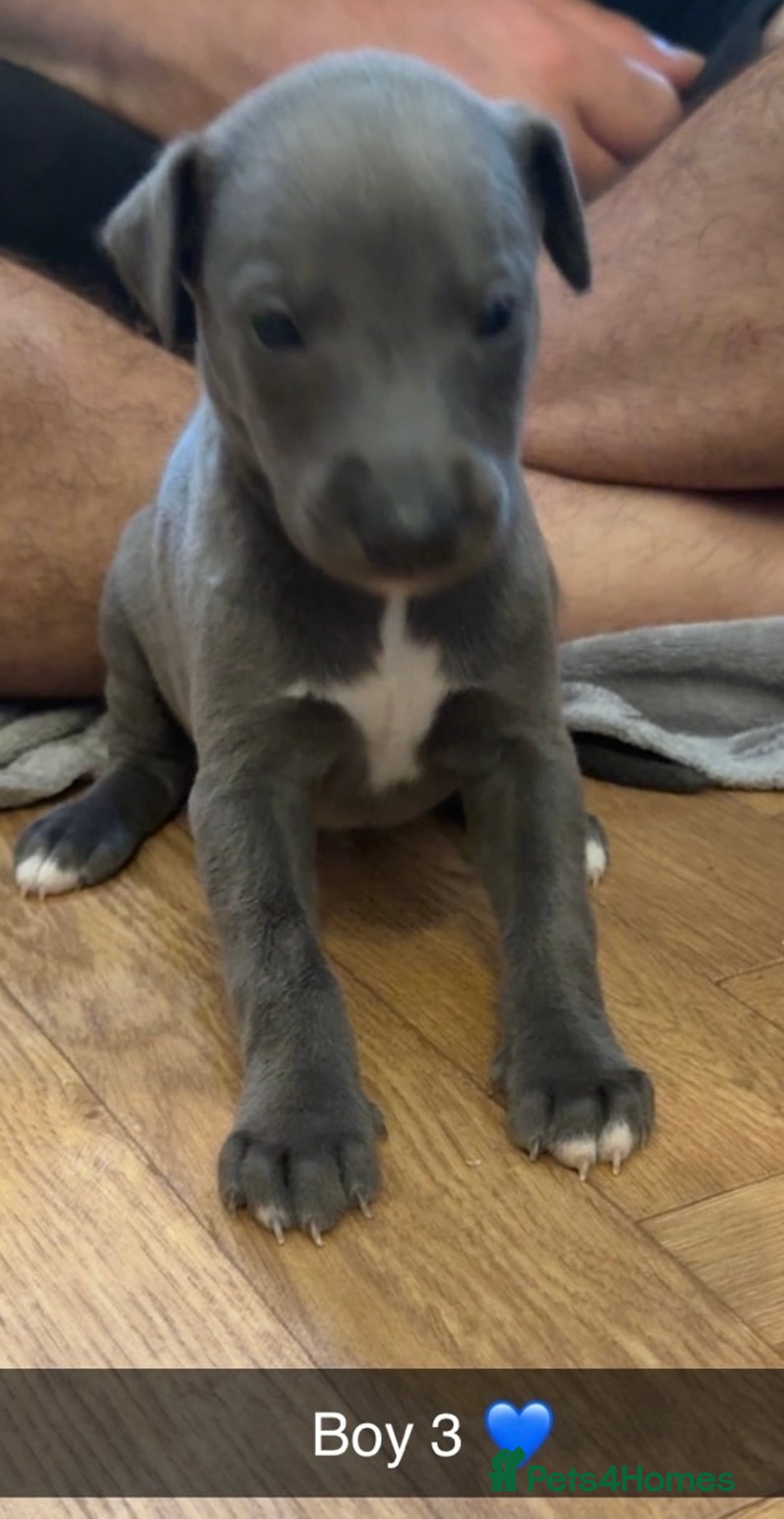 Whippet dogs for sale: Beautiful Blue Baby Whippets  - Image 9