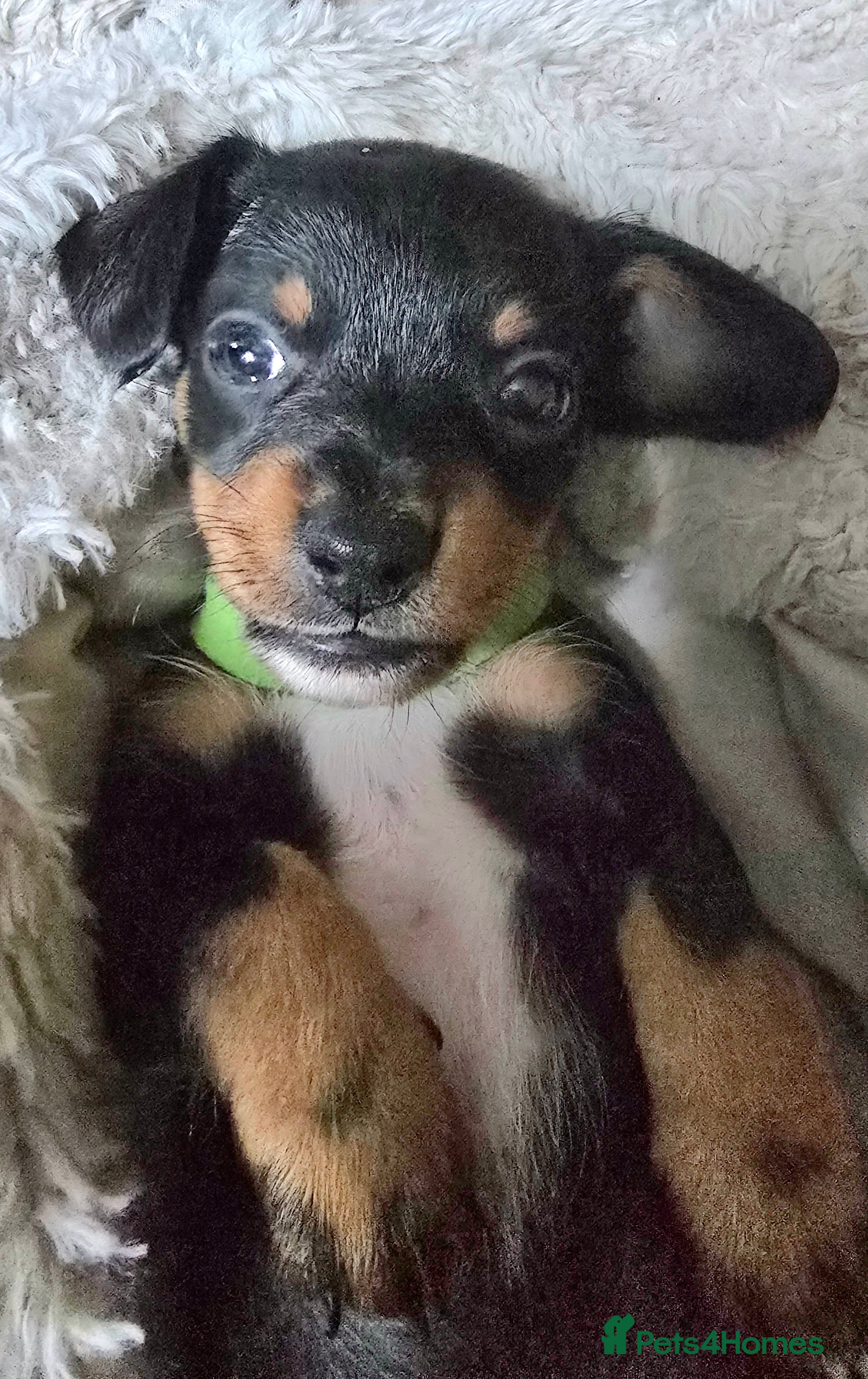 Jackshund dogs Gorgeous mini Jackshund puppies - Advert 3