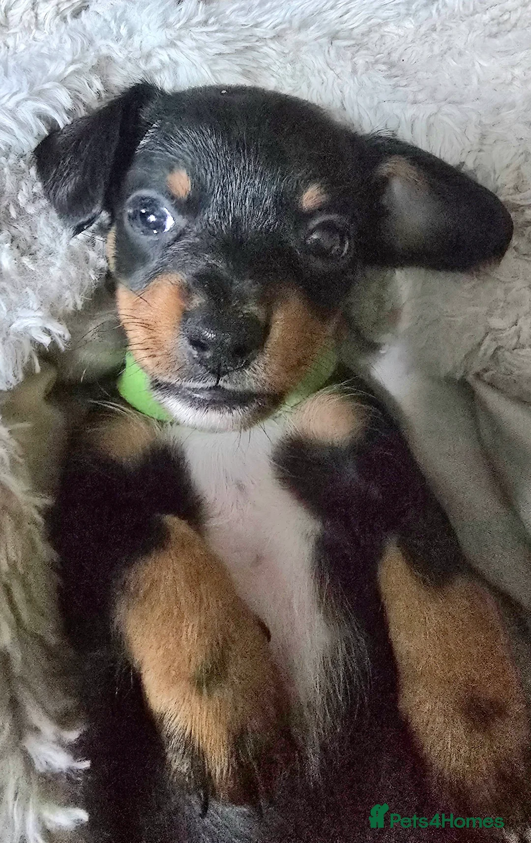 Jackshund dogs for sale: Gorgeous mini Jackshund puppies - Advert 1