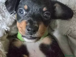 Jackshund dogs Gorgeous mini Jackshund puppies - Advert 1