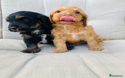 Cockapoo dogs for sale: Miniature cockapoos - Image 5