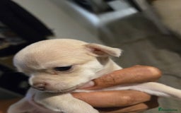 Chihuahua dogs for sale: Gorgeous Chihuahua Puppies Looking 4 Forever Homes - Image 30