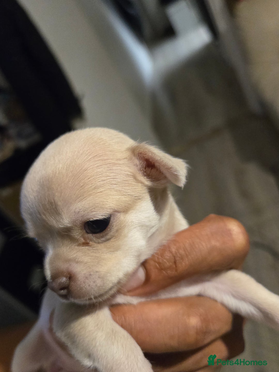 Chihuahua dogs for sale: Gorgeous Chihuahua Puppies Looking 4 Forever Homes - Image 30