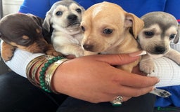 Chiweenie dogs for sale: CHIWEENIE PUPS READY 10TH NOVEMBER  - Image 28