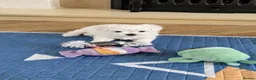 Maltese dogs for sale: KC Reg. Korean Maltese Pups Champion Bloodlines  in Macclesfield - Advert 9