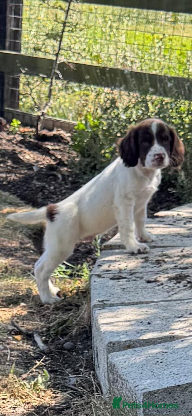 English Springer Spaniel dogs KC springer spaniels ready to go  - Advert 4
