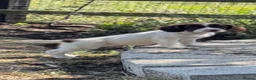 English Springer Spaniel dogs for sale: KC springer spaniels 1 male left ready to go  - Advert 11