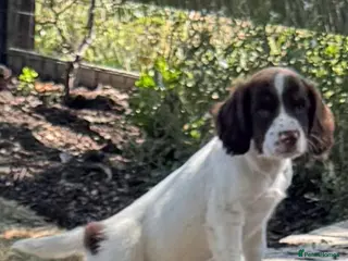English Springer Spaniel dogs KC springer spaniels ready to go - Advert 4