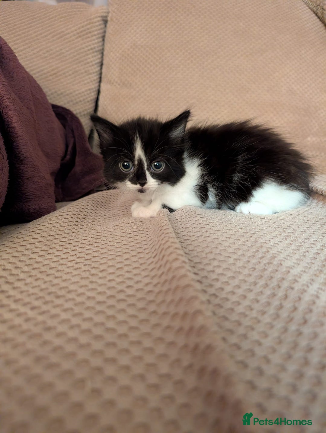 Mixed Breed cats for sale: 5 kittens for sale - Image 5
