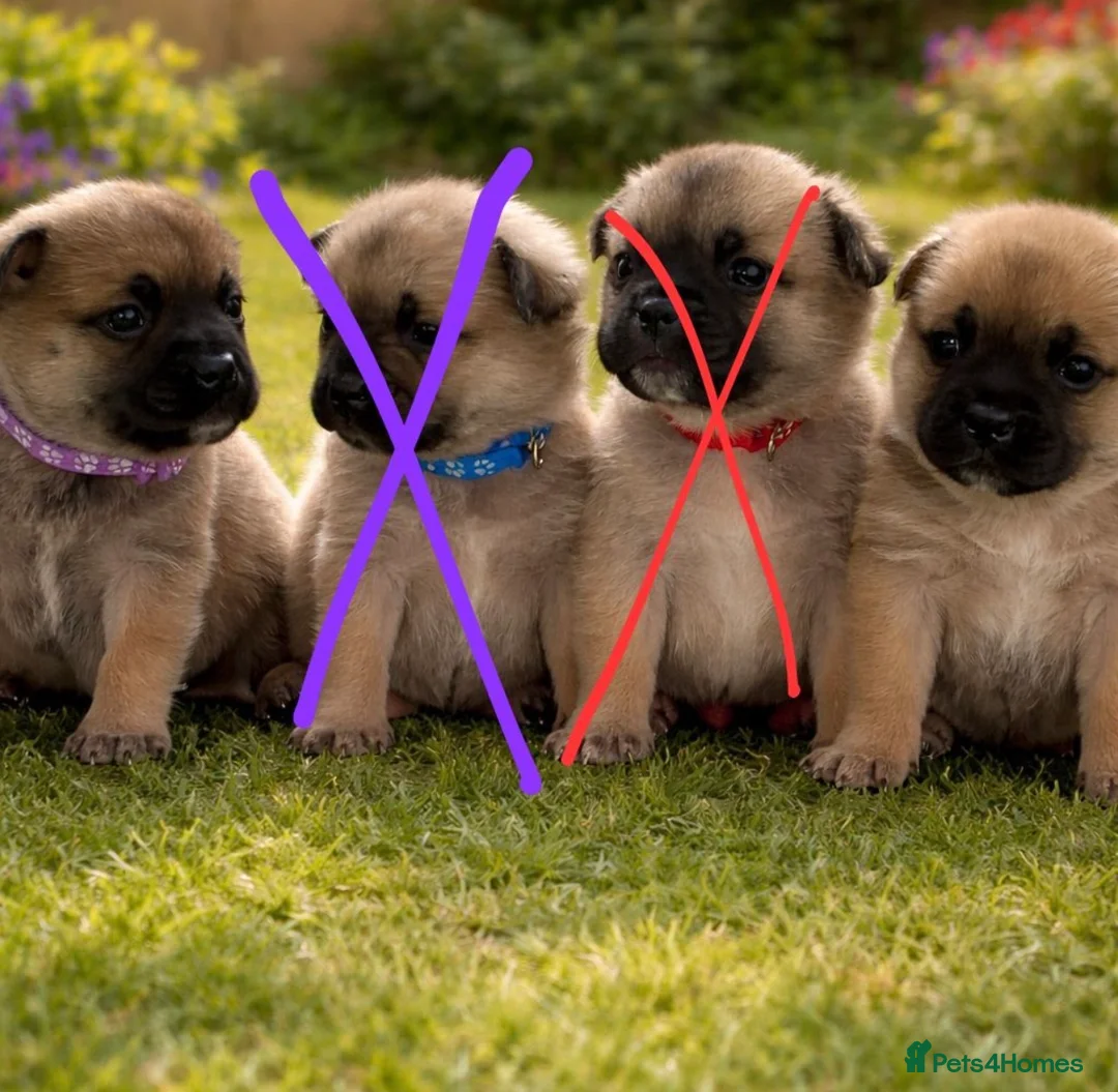 Mixed Breed dogs for sale: Frenchie X Pomsky Pups For Sales  - Advert 6