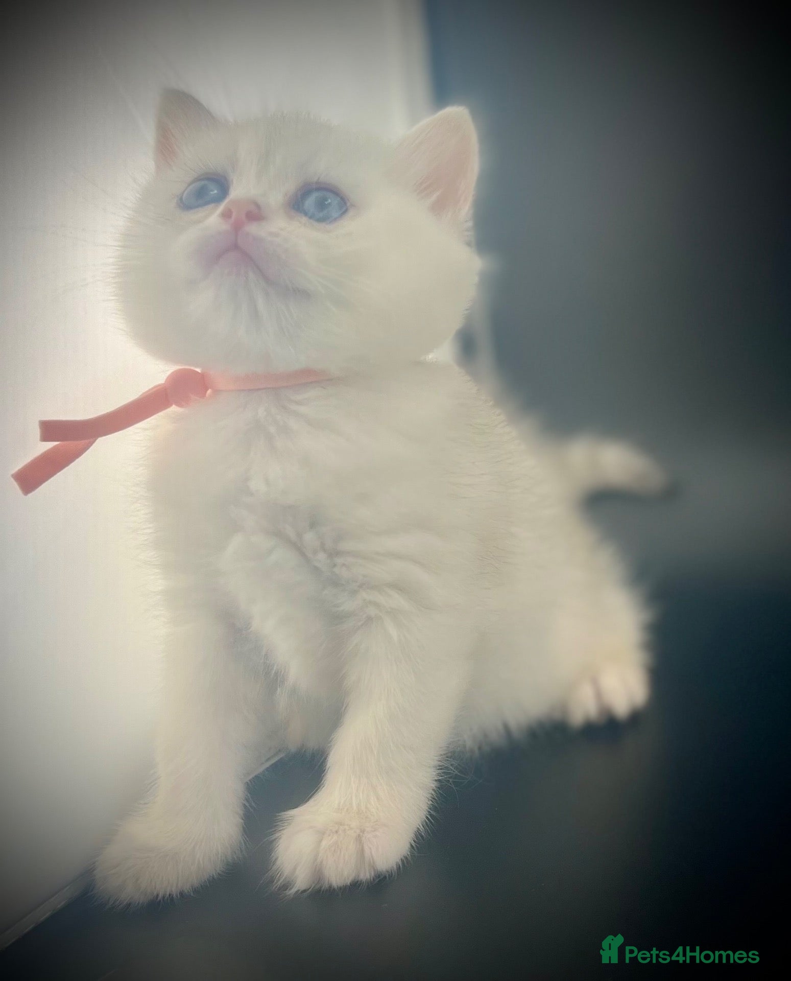 British Shorthair cats British Shorthair Silver Health Tested green eyes - Advert 17