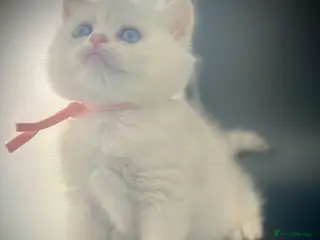 British Shorthair cats British Shorthair Silver Health Tested green eyes - Advert 17