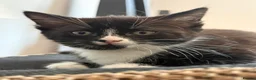 Mixed Breed cats for sale: Stunning playful kittens - Advert 3